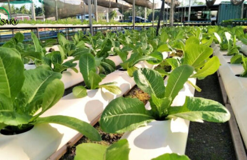 بهترین روش‌های افزایش بازدهی باغ و زمین کشاورزی